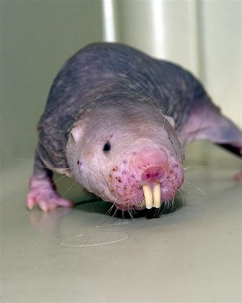 mole rat with a little bit of hair